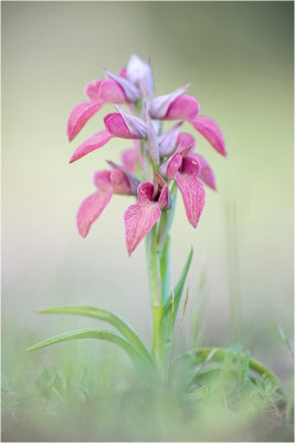 Verkannter Zungenstendel (Serapias neglecta), Frankreich, Var