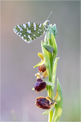 Westlicher Gesprenkelter Weißling (Euchloe crameri), Frankreich, Bouches-du-Rhône