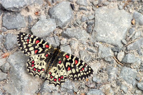Spanischer Osterluzeifalter (Zerynthia rumina), Männchen, Frankreich, Ardèche