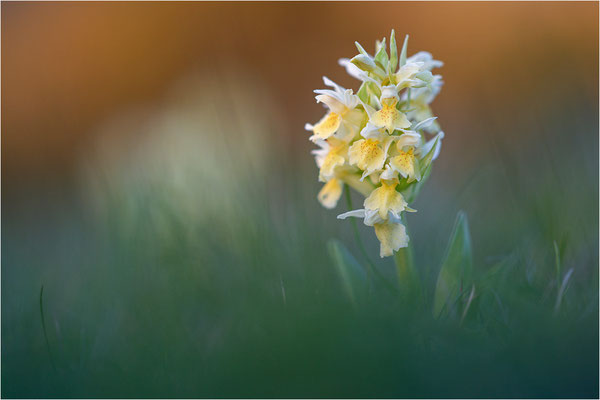 Holunder-Fingerwurz (Dactylorhiza sambucina), Frankreich, Dep. Aveyron
