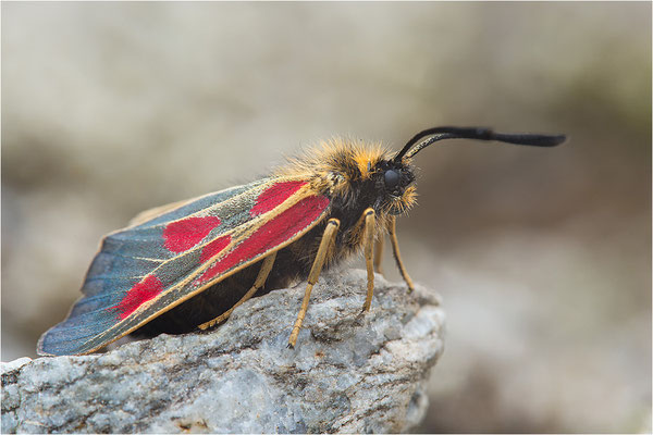 Alpen-Widderchen (Zygaena exulans), Weibchen, Italien, Region Aostatal, 2000m