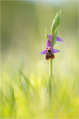 Hummel-Ragwurz (Ophrys fuciflora), Südlicher Oberrhein, Baden-Württemberg