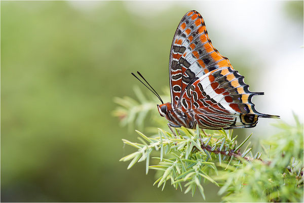 Erdbeerbaumfalter (Charaxes jasius), Frankreich, Ardèche