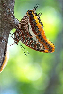 Erdbeerbaumfalter (Charaxes jasius), Frankreich, Ardèche