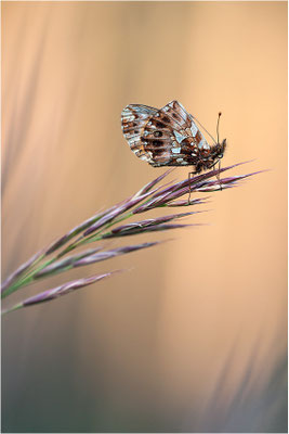 Magerrasen-Perlmuttfalter (Boloria dia), Deutschland, Baden-Württemberg