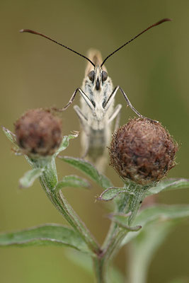 Schachbrettfalter (Melanargia galathea), Weibchen, Deutschland, Baden-Württemberg