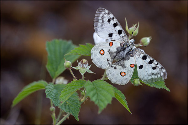 Roter Apollo (Parnassius apollo linnei), Schweden, Gotland