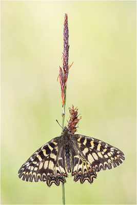 Südlicher Osterluzeifalter (Zerynthia polyxena), Männchen, Frankreich, Ardèche