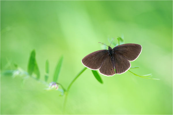 Brauner Waldvogel (Aphantopus hyperantus), Etelä-Pohjanmaa
