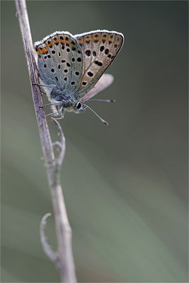 Brauner Feuerfalter (Lycaena tityrus), Männchen, Deutschland, Brandenburg