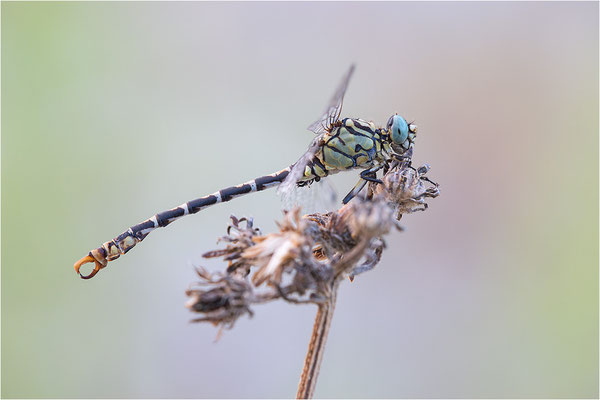 Kleine Zangenlibelle (Onychogomphus forcipatus unguiculatus), Männchen, Frankreich, Drôme