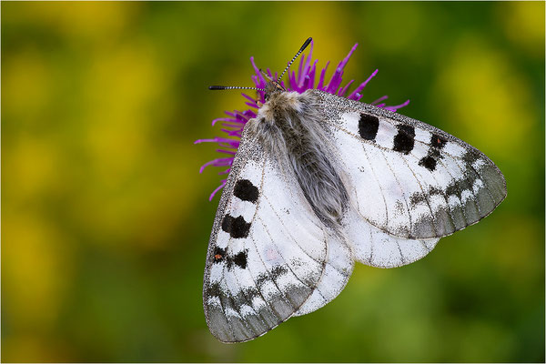 Hochalpen-Apollo (Parnassius sacerdos), Schweiz, Kanton Bern