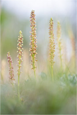 Ohnsporn (Orchis anthropophora), Frankreich, Aveyron