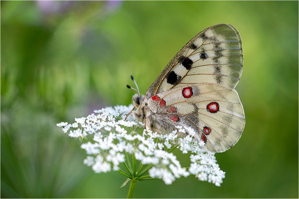 Roter Apollo (Parnassius apollo caloriferus), Schweiz, Kanton Wallis