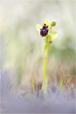 Ophrys bombyliflora