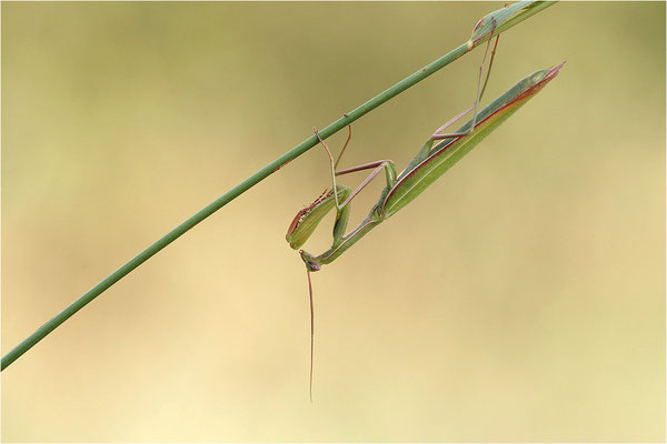 Europäische Gottesanbeterin (Mantis religiosa), Männchen, Deutschland, Baden-Württemberg