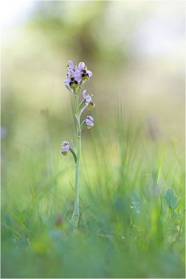 Übersehene Ragwurz (Ophrys neglecta)