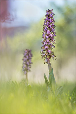 Riesen-Knabenkraut (Himantoglossum robertianum), Provence, Frankreich
