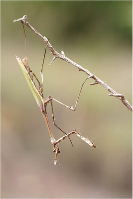 Hauben-Fangschrecke (Empusa pennata), Weibchen, Frankreich, Ardèche