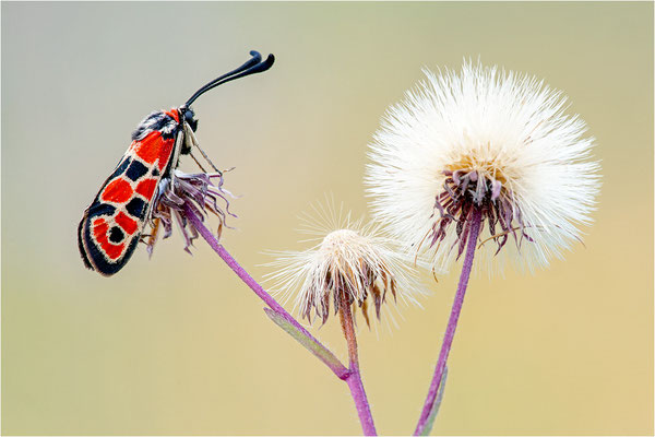 Bergkronwicken-Widderchen (Zygaena fausta), Spanien, Lleida