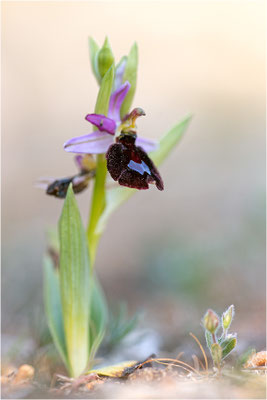 Ophrys aurelia, Bouches-du-Rhône