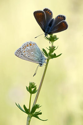 Gemeiner Bläuling (Polyommatus icarus), Pärchen, Deutschland, Baden-Württemberg