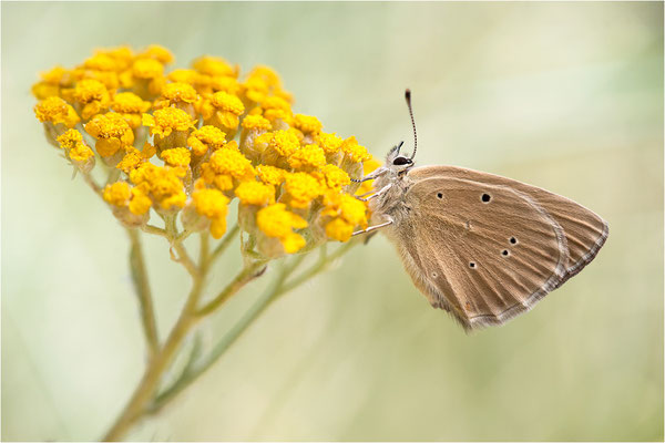 Piedmont-Bläuling (Polyommatus humedasae), Italien, Aosta