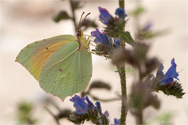 Mittelmeer-Zitronenfalter (Gonepteryx cleopatra), Männchen, Frankreich, Ardèche