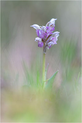 Milchweißes Knabenkraut (Neotinea lactea), Dep. Var, Frankreich