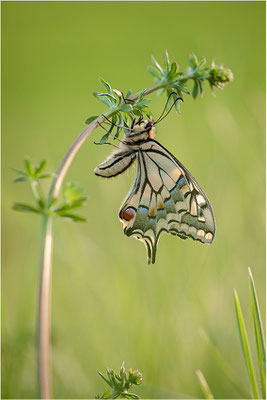 Schwalbenschwanz (Papilio machaon), Deutschland, Baden-Württemberg