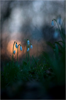 Schneeglöckchen (Galanthus nivatus), Deutschland, Baden-Württemberg