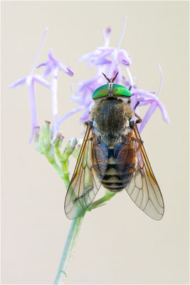 Philipomya aprica, Frankreich, Dep. Hautes-Alpes