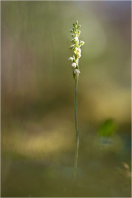 Kriechendes Netzblatt (Goodyera repens), Deutschland, Bayern, Oberfranken