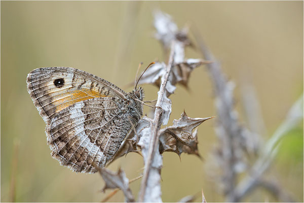 Rotbindiger Samtfalter (Arethusana arethusa), Frankreich, Drôme
