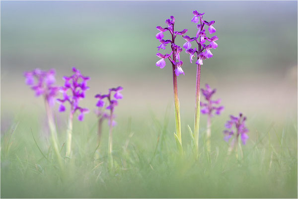 Kleine Hundswurz (Anacamptis morio morio), Dep. Aveyron, Frankreich