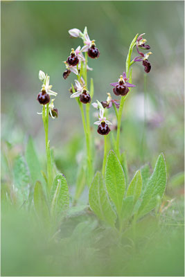 Moris Ragwurz (Ophrys morisii)
