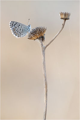 Blaugrauer Bläuling (Pseudophilotes batis), Frankreich, Aude