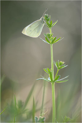 Kleiner Kohlweißling (Pieris rapae), Deutschland, Baden-Württemberg