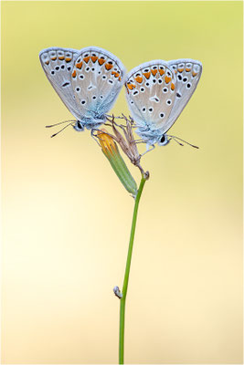 Hauhechel-Bläuling (Polyommatus icarus), Männchen, Spanien, Pyrenäen, Prov. Lleida