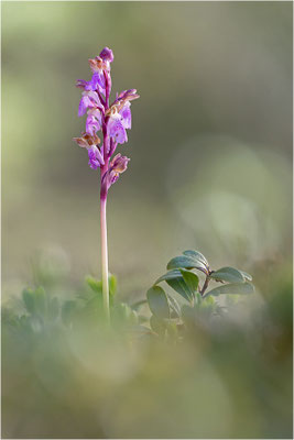 Spitzels Knabenkraut (Orchis spitzelii), Schweden, Gotland