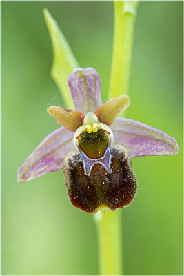 Hybride aus Spinnen- und Hummel-Ragwurz (Ophrys x aschersonii), Südlicher Oberrhein, Baden-Württemberg