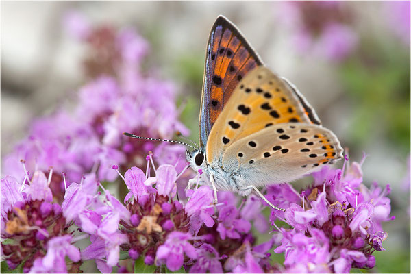 Violetter Feuerfalter (Lycaena alciphron gordius), Männchen, Frankreich, Haute Alps, 1300m