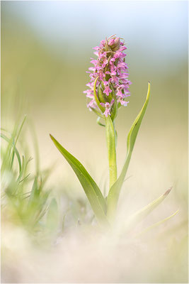 Fleischfarbene Fingerwurz (Dactylorhiza incarnata), Schweden, Gotland