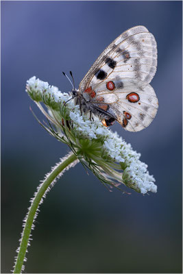 Roter Apollo (Parnassius apollo testoutensis), Frankreich, Dep. Savoie
