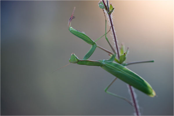 Europäische Gottesanbeterin (Mantis religiosa), Weibchen, Deutschland, Baden-Württemberg