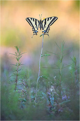 Südlicher Schwalbenschwanz (Papilio alexanor destelensis), Männchen, Frankreich, Dep. Vaucluse