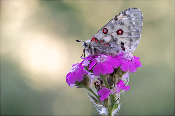 Roter Apollo (Parnassius apollo testoutensis), Frankreich, Dep. Savoie