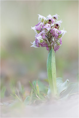Milchweißes Knabenkraut (Neotinea lactea), Dep. Var, Frankreich