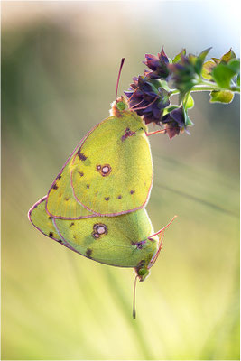 Hufeisenklee-Gelbling/Goldene Acht (Colias alfacariensis/Colias hyale), Paarung, Deutschland, Baden-Württemberg