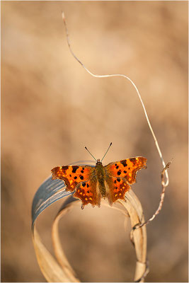 C-Falter (Polygonia c-album), Deutschland, Baden-Württemberg